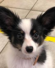 Tierärzte Team Aurora AG Bild 6