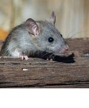 JBalerte Charente Maritime image 1