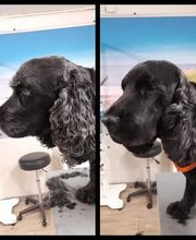 Hundesalon Farah Bild 7