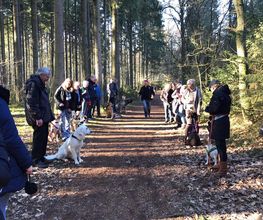 RolfsRudel Hundeschule / Rolf Matar Bild 13