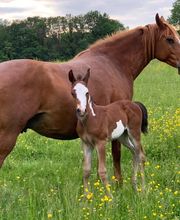 Elevage Kimy's Valey image 7