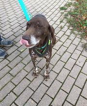 Animalia vitalis Bild 2