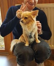 Der Gassi-Guy Bild 4