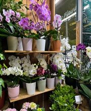 Ophélie Fleurs image 15
