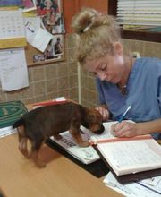 Centro Veterinario Ifach imagen 9