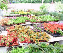 Blumen Barrey Bild 5