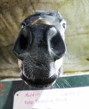 Shawnee Animal Hospital image 17