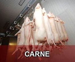 cochinillos.jpeg