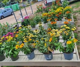 Ingo Salzmann Blumen und Mehr Bild 3