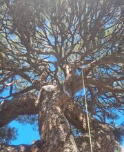 Au Gré Des Arbres image 6