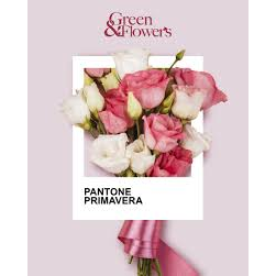 Green  & Flower's - Sabbadini logo