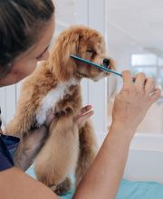 The Black Poodle Groom & Care S.L. imagen 11