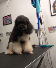 Au Toilettage de Saint Satur image 19