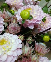 Nymphea Fleurs image 13