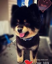 Toutou Clean.com image 10