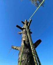 BC Service Élagage image 5