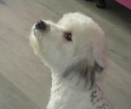 Com Chien Et Chat image 7