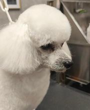 Barber Dog By Sonia image 1