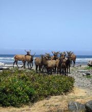 Lanai at the Cove image 8