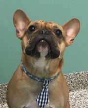 The Pet Wellness Group: Florence image 20