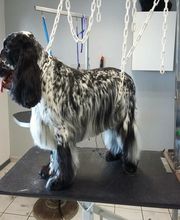 La Gent Canine image 2