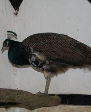 Lippold Stiftung Bild 4