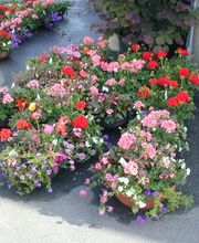 Birkner Blumen Bild 1