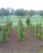 Gaertnerei in Basel-Stadt