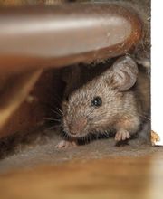 Abando Desinfecciones imagen 14