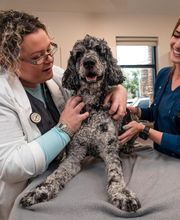Cainhoy Veterinary Hospital image 4