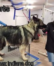 Indiana Dog image 17