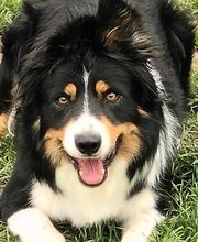 Elevage la Vallée des Petits Bois image 3