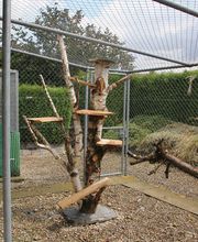 V.I.Pets Gossau Bild 14