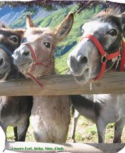 Hotel Restaurant Gspan Bild 6