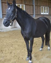 Reit- und Fahrstall Enderli Bild 5