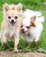 Huta Götzenberg Bild 3