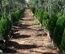 viveros-divina-pastora-plantacion-03.jpg