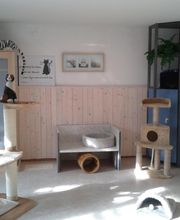 Pfötchen-Date Bild 4