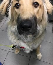 Gentle Doctor Animal Hospital image 11