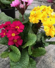 Jardinerie Champs Fleurs image 8