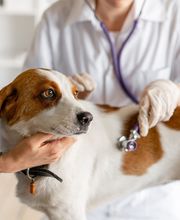 Doctoras Vet Clínica Veterinaria imagen 14