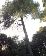 Des Jardins et des Arbres SARL image 9