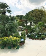 Pépinières de Corme Royal image 10