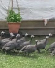 JARDIN DES MARMOTTES image 3