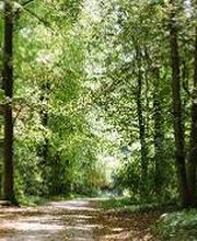 FriedWald Kalletal Bild 2