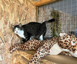 Hotel-cats.com image 1