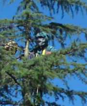 Stop Guêpes & Frelons image 11