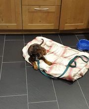 Welpenfrueherziehung