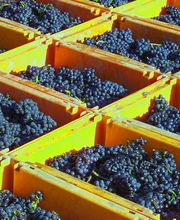 Brunner Weinmanufaktur AG Bild 13