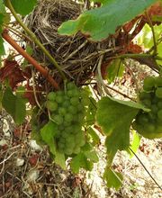 Champagne Cellier et Fils image 6